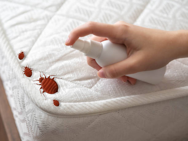 Best Termite Control Services  in Lillington, NC