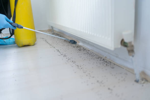 Best Wasp Removal Services  in Lillington, NC